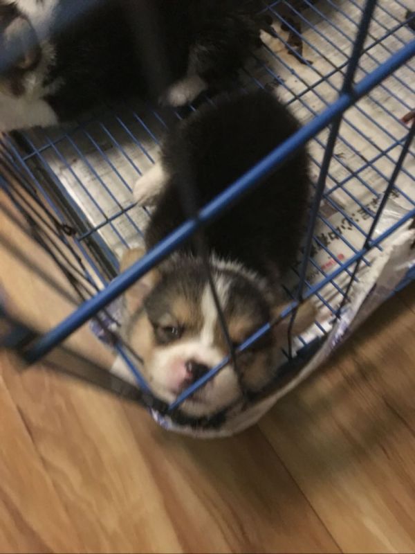 花色对称,无失格