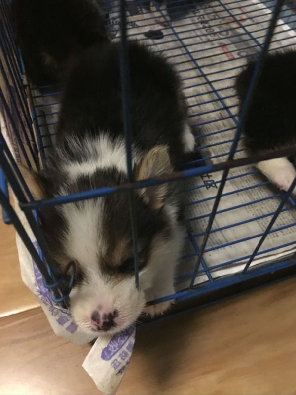 花色对称,无失格