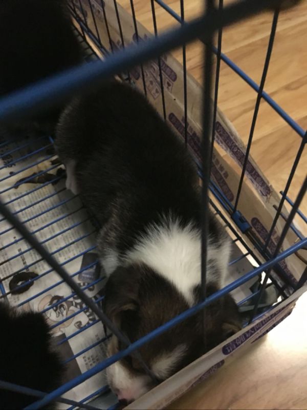 花色对称,无失格