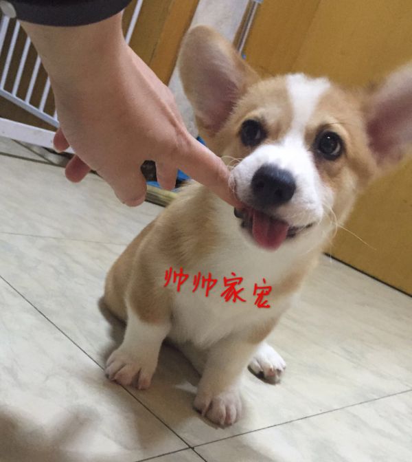 两色公11.jpg