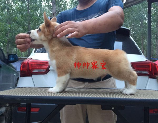 两色公44.jpg
