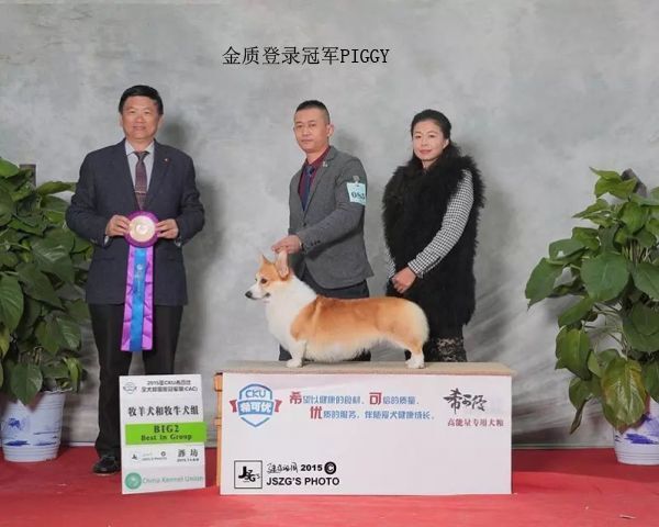 小猪2.jpg