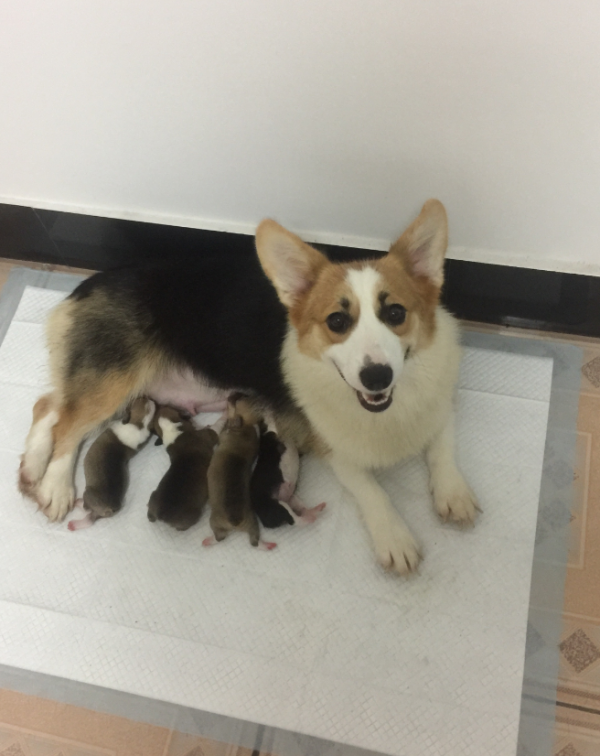 狗妈妈