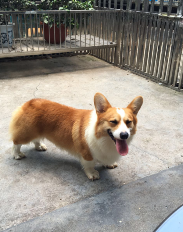 狗爸爸