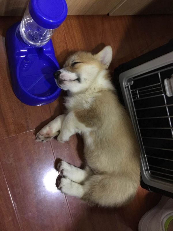 除了吃就是睡