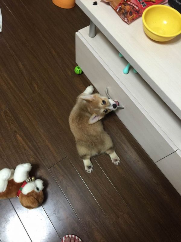 见什么啃什么