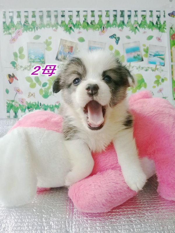 1号母.jpg