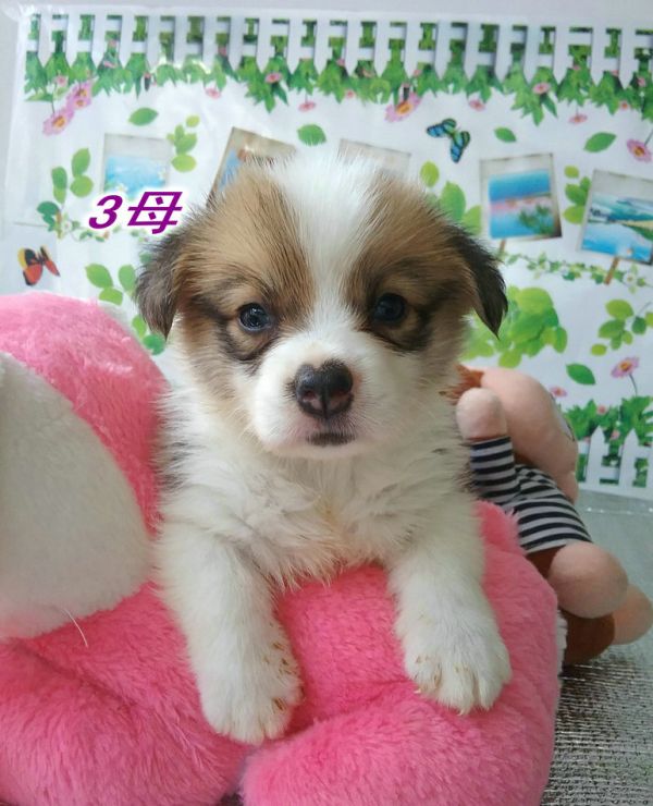 3号母.jpg