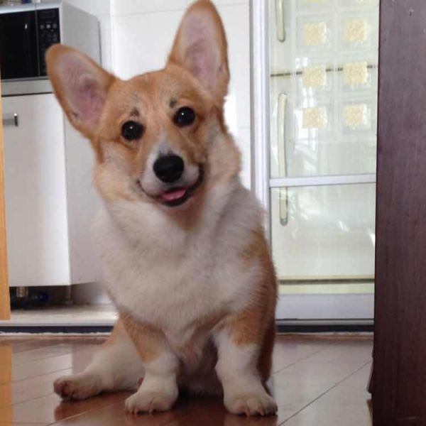 柯基黄黄（种母）