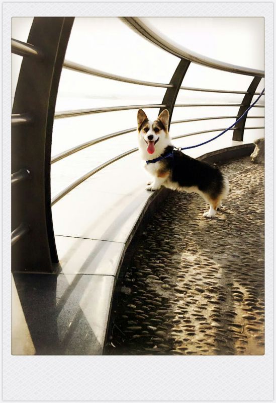 陌陌来自羽菲犬舍SUPER的孩子（种公）