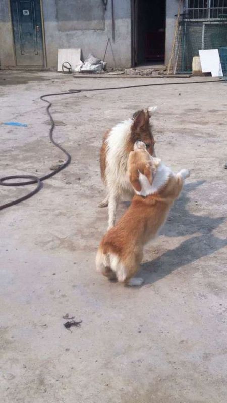 黄黄