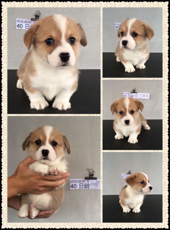 40日龄 1DD.jpg