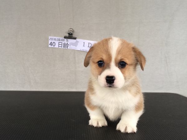 40日龄1DD (57).jpg