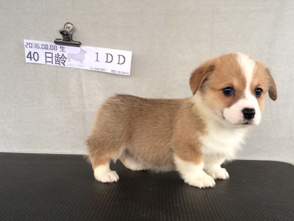 40日龄1DD (43).jpg