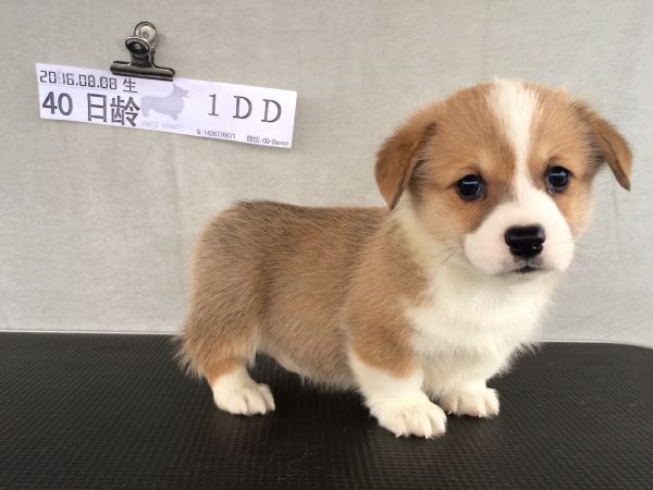 40日龄1DD (45).jpg