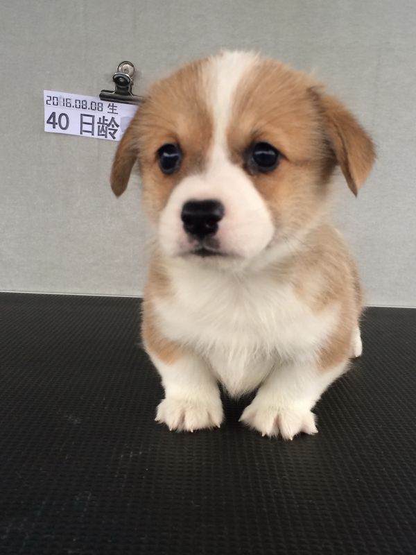 40日龄1DD (46).jpg