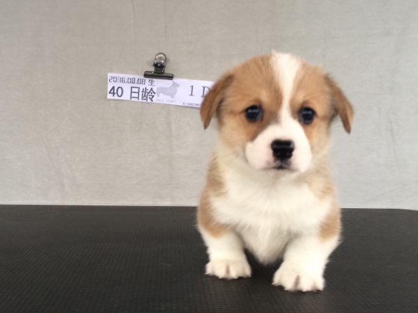 40日龄1DD (55).jpg