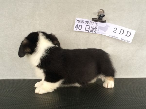 40日龄2DD (21).jpg