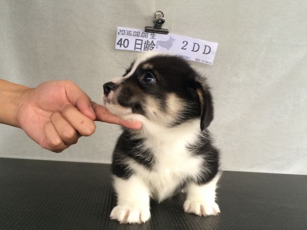40日龄2DD (37).jpg