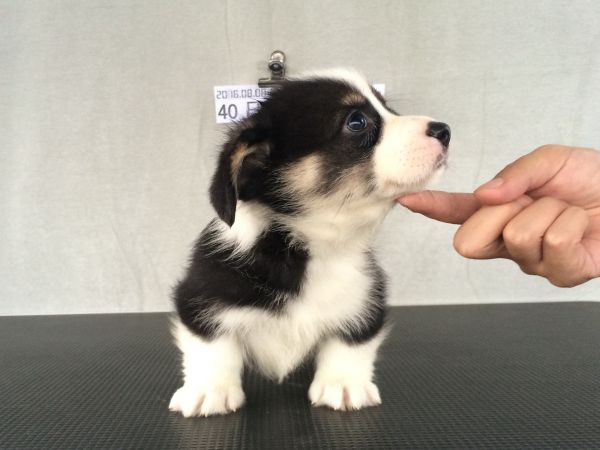 40日龄2DD (43).jpg