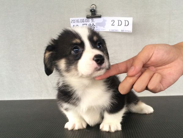 40日龄2DD (57).jpg