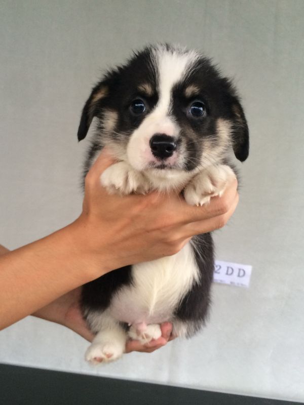 40日龄2DD (65).jpg