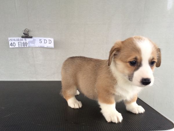 40日龄 5DD (8).jpg