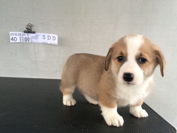 40日龄 5DD (13).jpg