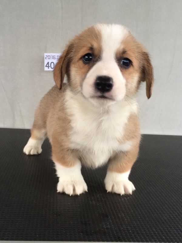 40日龄 5DD (31).jpg