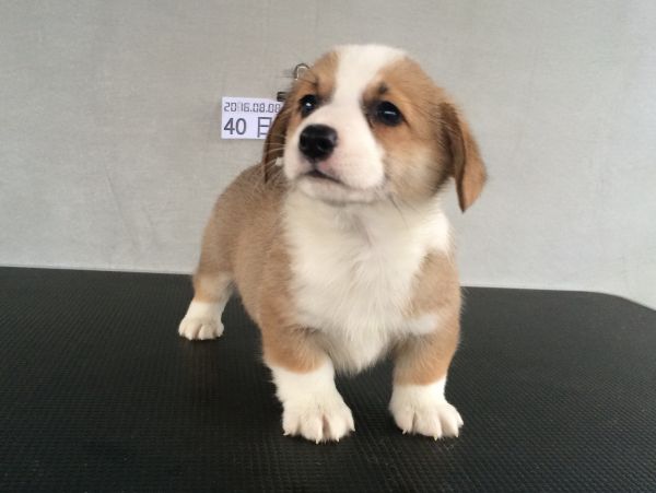 40日龄 5DD (33).jpg