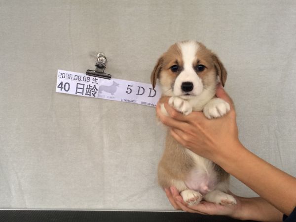 40日龄 5DD (49).jpg