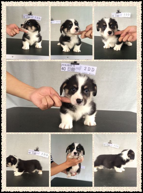 40日龄 2DD.jpg