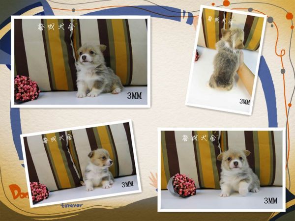initpintu_副本6.jpg