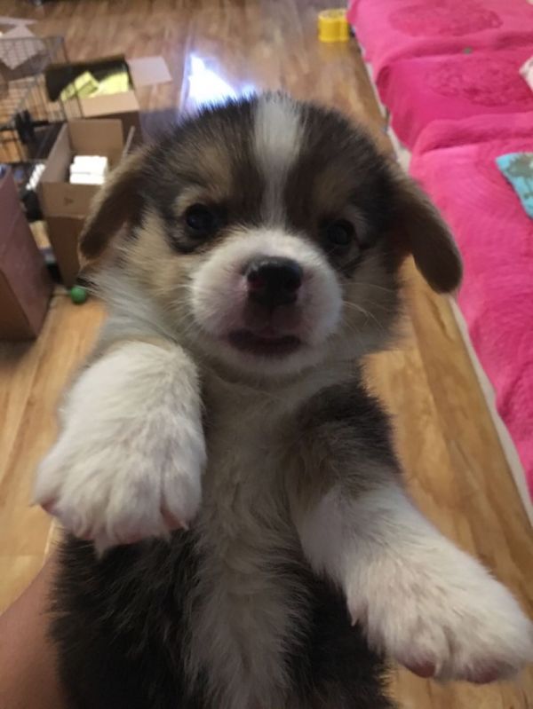 现在已经立耳朵了