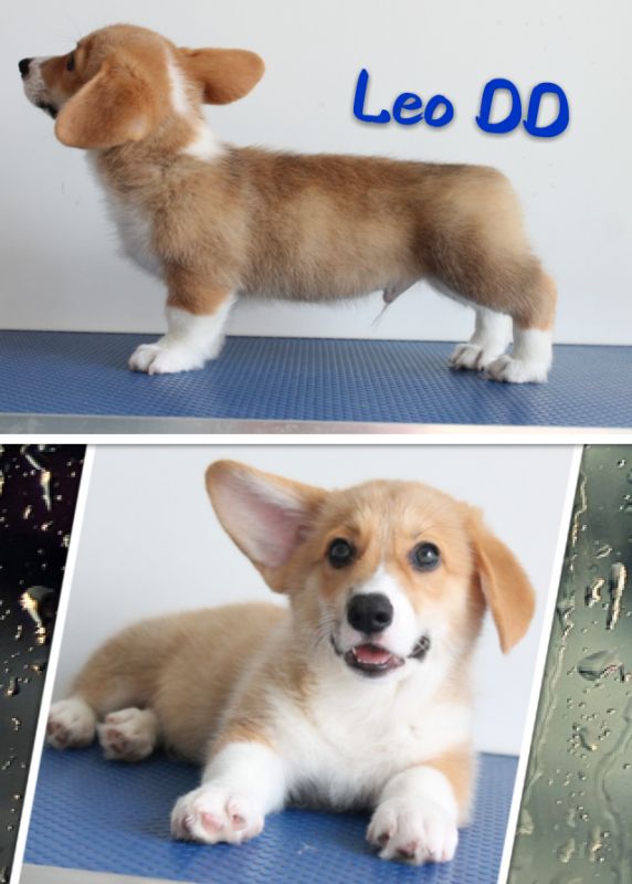 Leo.jpg
