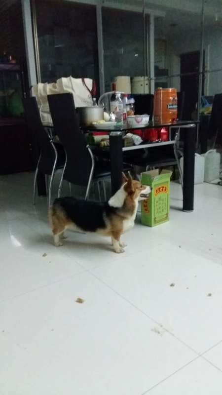狗妈妈