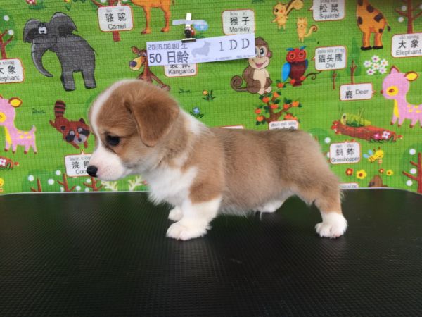 50日龄 1DD (3).jpg