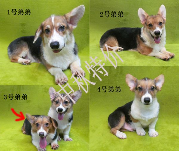 四只小公中秋特价.jpg