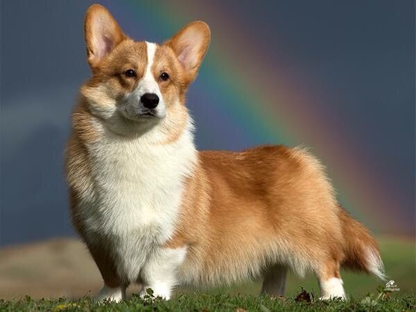 Creslow wicked rumour at twinan JW.jpg