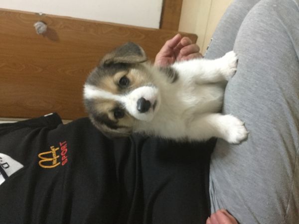 母