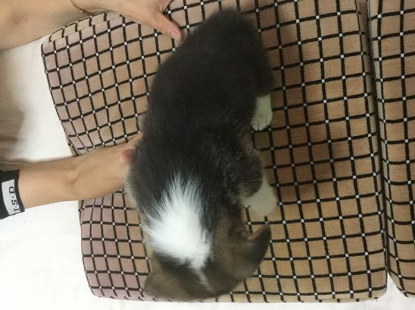 二号公