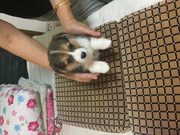 三号公