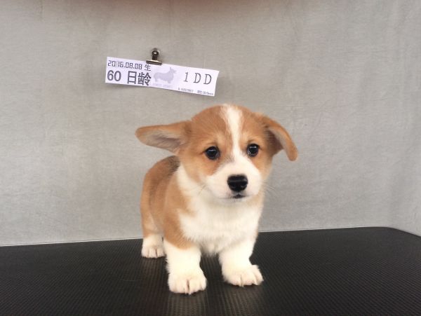 60日龄 1DD (16).jpg