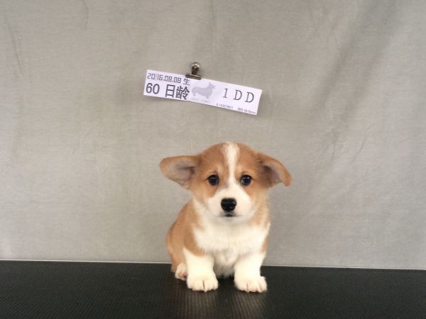 60日龄 1DD (4).jpg