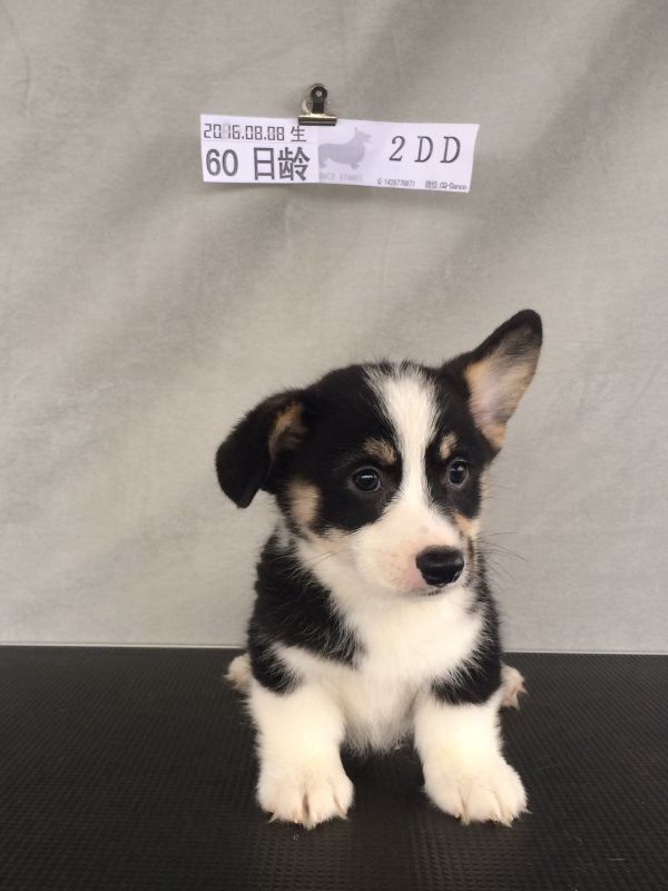 60日龄 2DD (35).jpg