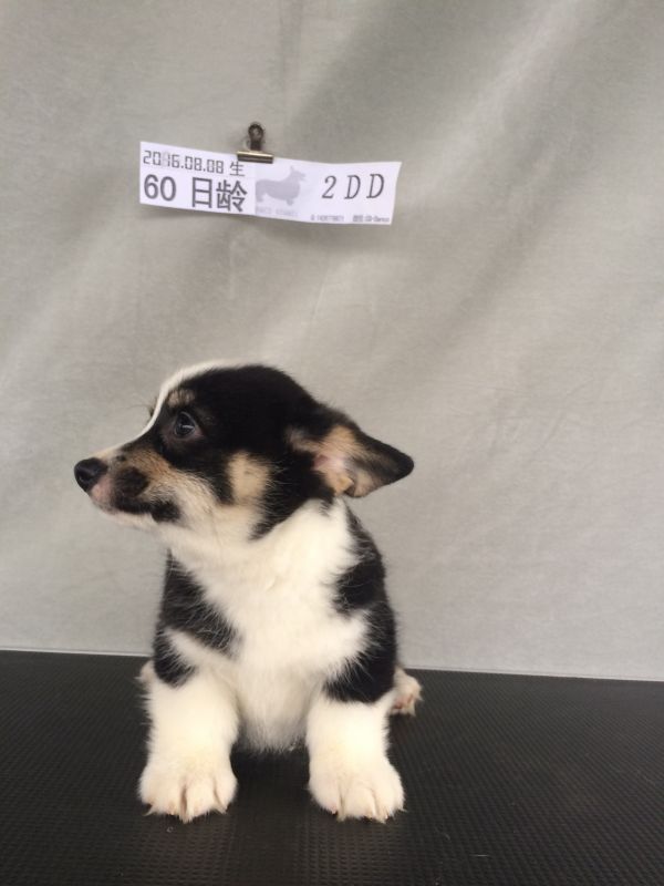 60日龄 2DD (44).jpg