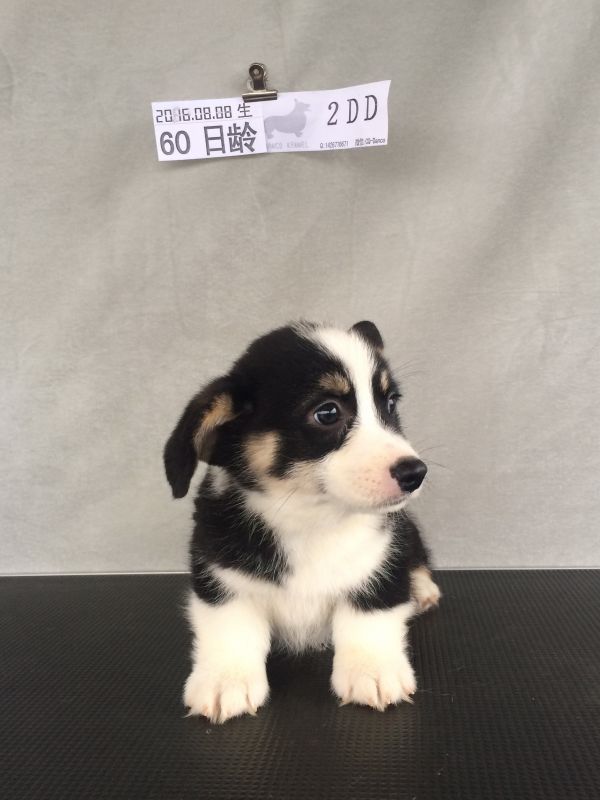60日龄 2DD (45).jpg