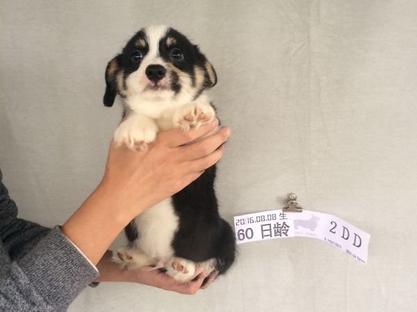 60日龄 2DD (49).jpg