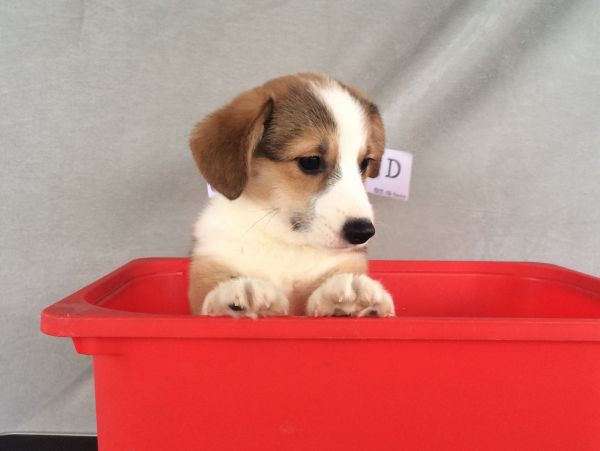 60日龄 5DD (25).jpg