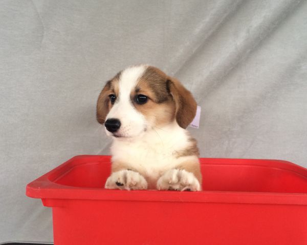 60日龄 5DD (26).jpg